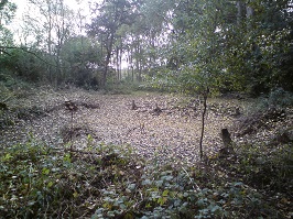Queen Mary's Wood pond: Cleared