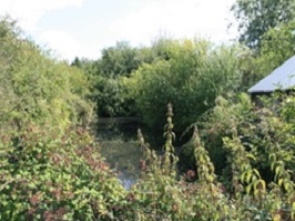 Home Farm pond: Before