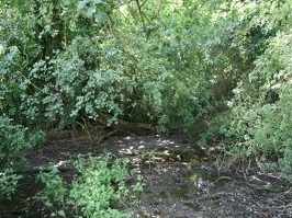 Home Meadows pond: Before