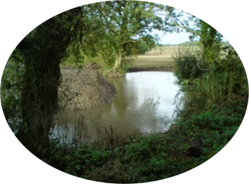 Home Meadow Pond